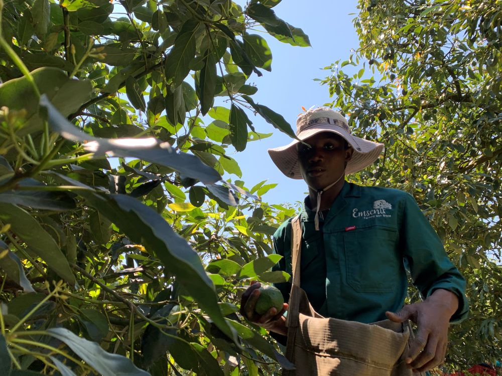 Harvest avocado