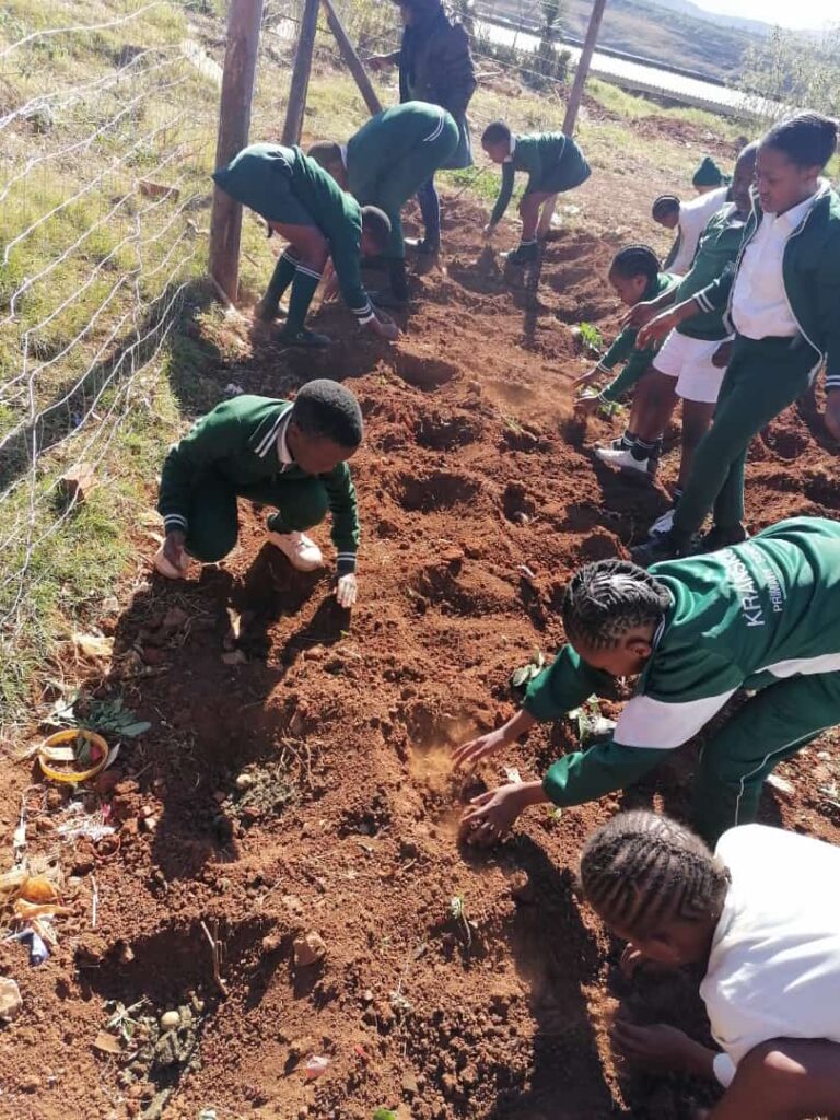 Planting Potatoes