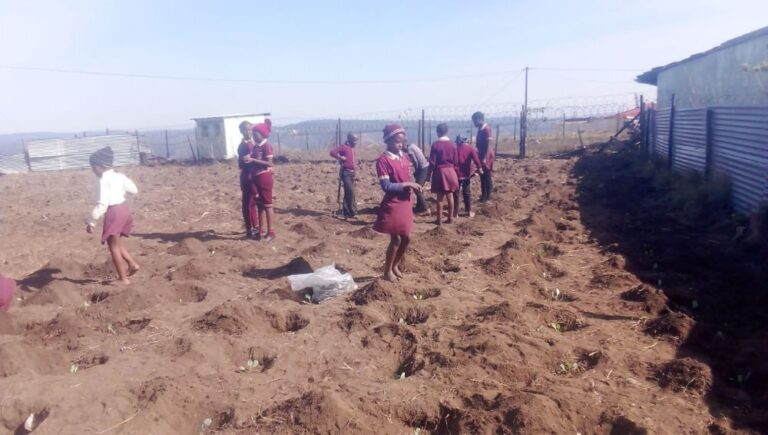 Cabbage Planting