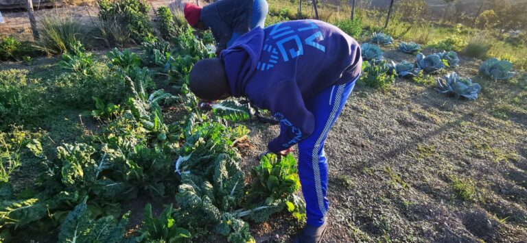 Happily Harvesting