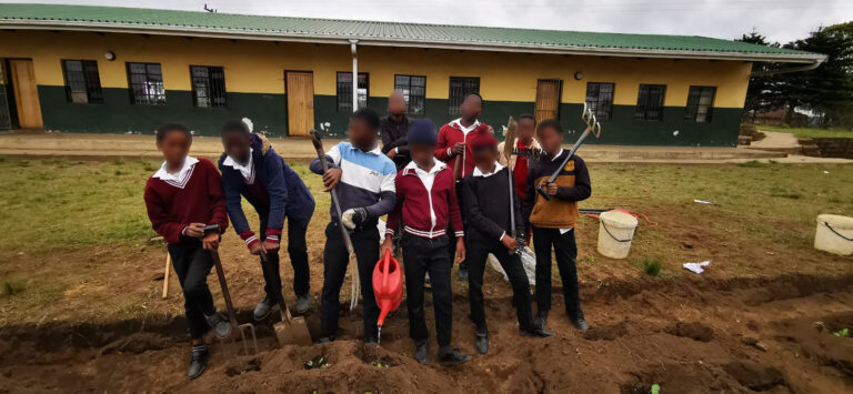 Planting Cabbages, Spinach & Beetroot