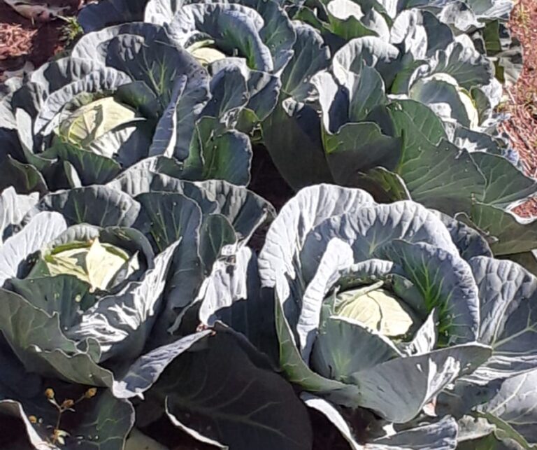 Vegetables Ready for Sale