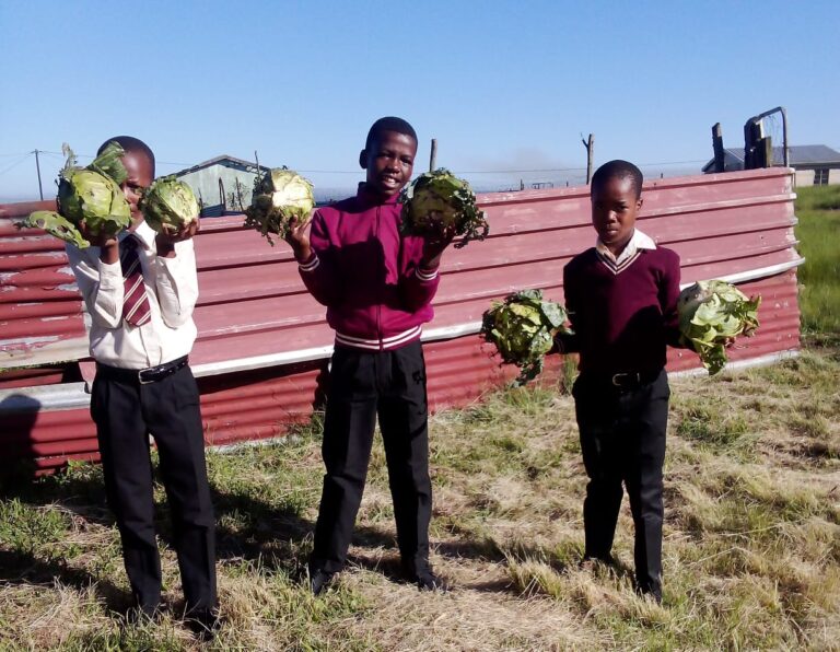 Planting Cabbages, Spinach & Beetroot