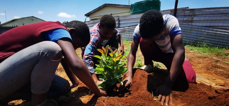 Planting Trees at Shebe Primary School